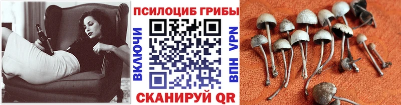 гидра рабочий сайт  Грозный  Галлюциногенные грибы Psilocybine cubensis 